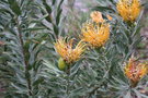 vignette Leucospermum sp Ki2