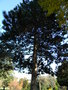 vignette Pinus nigra subsp nigra 'Austriaca'