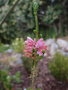 vignette Erica verticillata