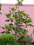 vignette Acropogon macrocarpus