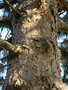 vignette Pinus nigra subsp nigra 'Austriaca'
