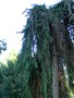 vignette Picea abies 'Inversa'