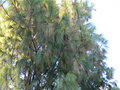 vignette Pinus wallichiana