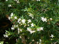 vignette Clerodendron heterophyllum, Nouma
