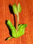 vignette Archidendropsis paivana ssp. balansae