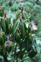 vignette Rhododendron arboreum RG