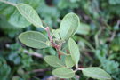 vignette Rhododendron arboreum nilagiricum