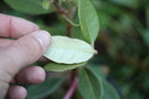 vignette Rhododendron arboreum nilagiricum