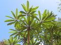 vignette Cerberiopsis candelabra ssp. candelabra