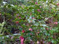 vignette Camellia hiemalis Kanjiro autre vue au 14 12 13