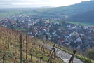 vignette Vignoble (Andlau, Bas-Rhin, Alsace)