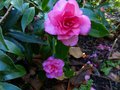 vignette Camellia hiemalis Chansonnette au 14 12 13