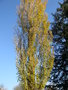 vignette Populus nigra 'Italica'