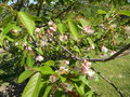 vignette Prunus ukon