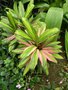 vignette Cordyline  fruticosa syn: