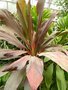 vignette Cordyline  fruticosa syn: