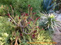 vignette Aeonium arboreum 'Swartkop'