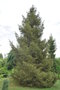 vignette Picea abies 'Tufty'