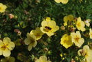 vignette Potentilla fruticosa 'Primrose Beauty'