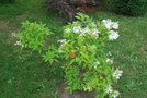 vignette Hydrangea paniculata cv.