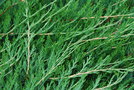 vignette Juniperus