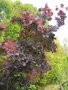 vignette Cotinus coggygria 'Royal Purple'