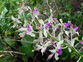 vignette Dendrobium 'Ginny Kirkwood x violaceoflavens'