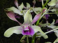 vignette Dendrobium 'Ginny Kirkwood x violaceoflavens'