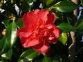 vignette Camellia sp, Fouesnant
