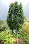 vignette Sorbus aucuparia 'Fastigiata'