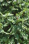 vignette Sorbus aucuparia 'Fastigiata'