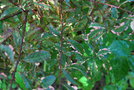vignette Prunus cerasifera 'Hessei'