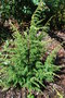 vignette Juniperus communis var. montana 'Schneverdinger Goldmachangel'