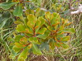 vignette Grevillea exul ssp rubiginosa, Nlle Caldonie