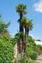 vignette Trachycarpus fortunei