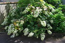 vignette Hydrangea quercifolia 'Snowflake'