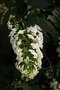 vignette Hydrangea quercifolia 'Snowflake'