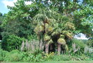 vignette Trachycarpus fortunei & Acanthus mollis
