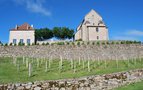vignette Vitis vinifera cv. (Saint Georges de Nigremont, Creuse, Limousin, France)