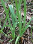 vignette Allium ampeloprasum - Poireau perpétuel, Poireau vivace