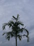 vignette Carpentaria acuminata, Nouma