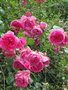 vignette Rosa 'Pink Cloud' = Rosa 'Nuage Rose'