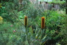 vignette Banksia 'Giant Candle'