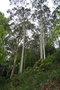 vignette Eucalyptus sp.