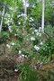 vignette Abutilon vitifolium 'Album'