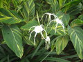 vignette Hymenocallis littoralis (fleurs)