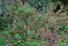 vignette Melianthus comosus   / Melianthaceae  / Afrique du Sud