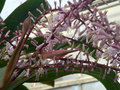 vignette Cordyline fruticosa (fleurs)