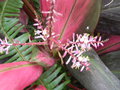 vignette Cordyline fruticosa (fleurs)