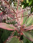 vignette Cordyline fruticosa (fleurs)